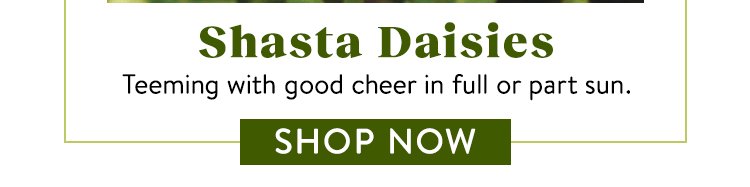 Shop Shasta Daisies