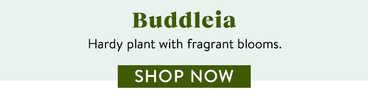 Shop Buddleia