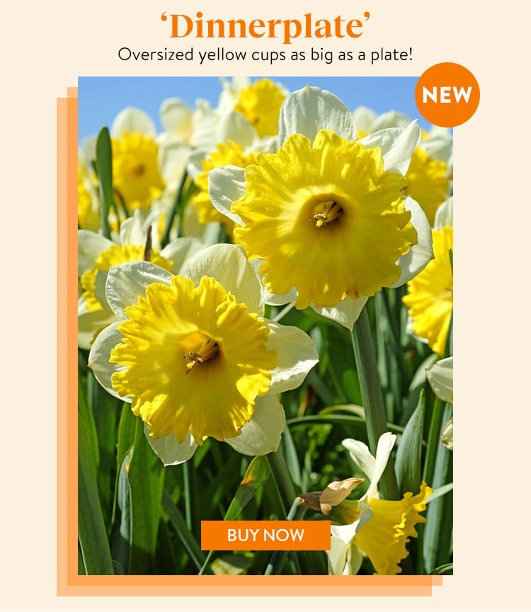 Daffodil, Dinnerplate