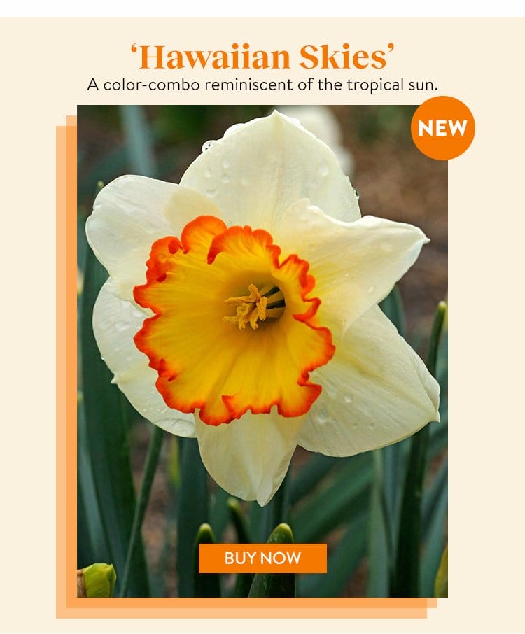 Daffodil, Hawaiian Skies