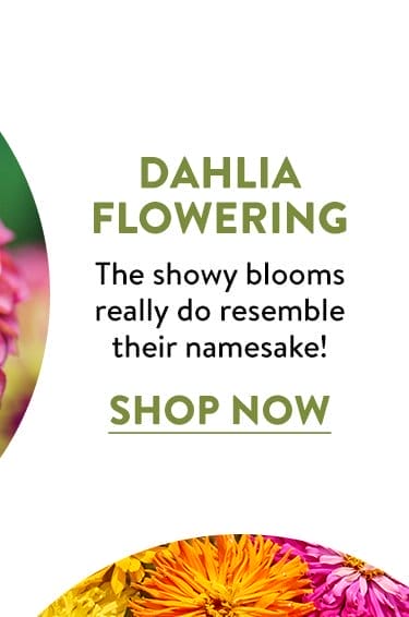 Dahlia-Flowering Zinnia Seeds & Plants