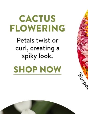 Cactus-Flowering Zinnia Seeds & Plants