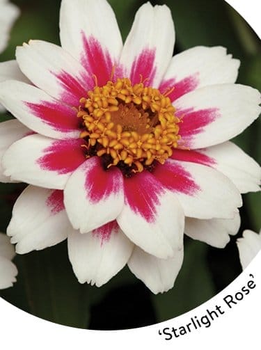 Zinnia, Starlight Rose