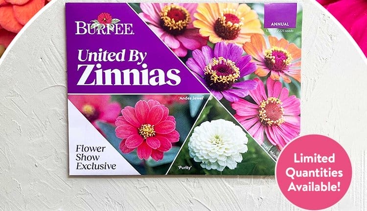 United By Zinnias Collection