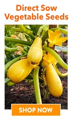 Direct Sow Vegetable Seeds