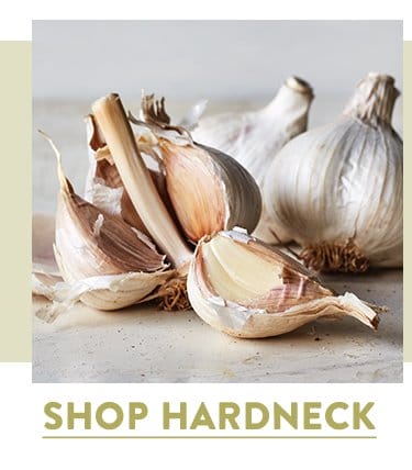 Shop Hardneck Garlic