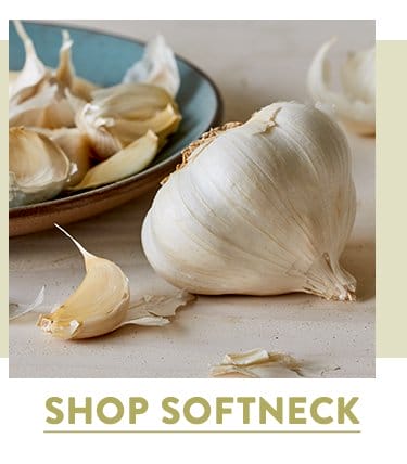 Shop Softneck Garlic