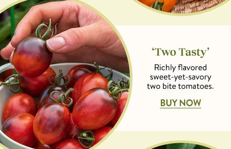 Tomato, Two Tasty Hybrid