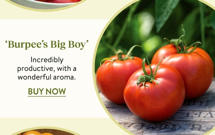 Tomato, Burpees Big Boy Hybrid