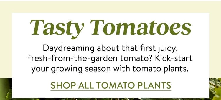 Tomato Seeds & Plants