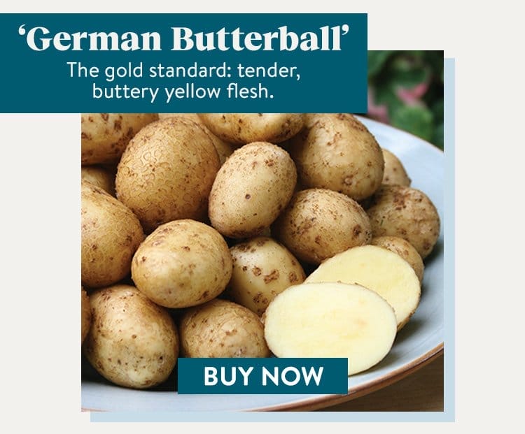 Potato, German Butterball