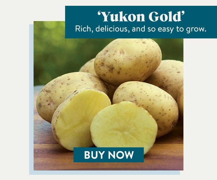 Potato, Yukon Gold