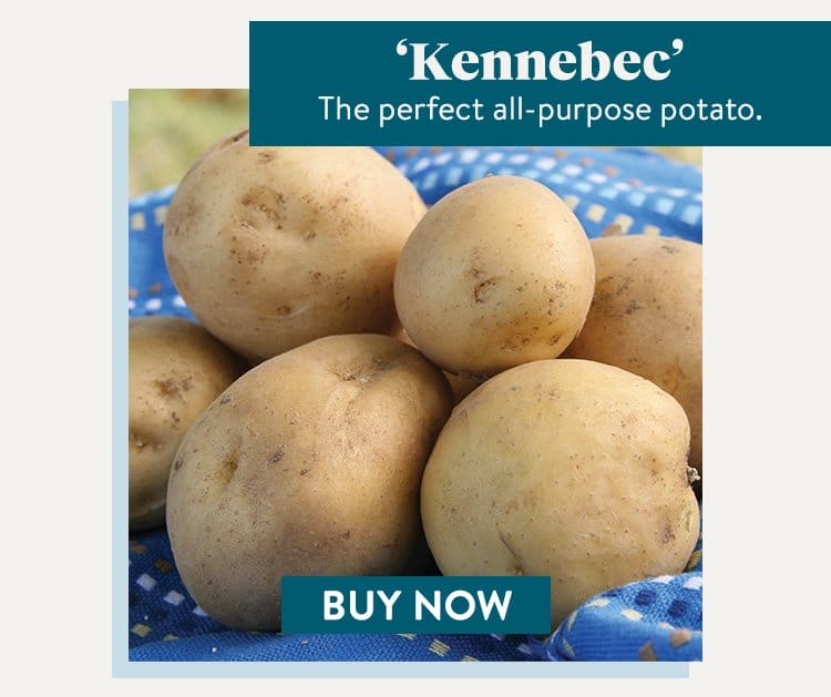 Potato, Kennebec
