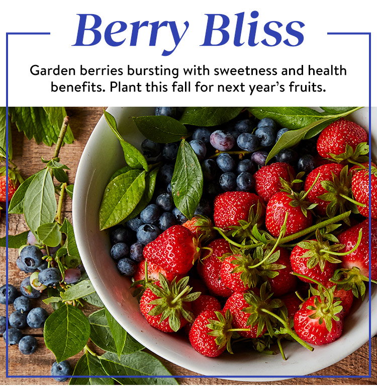 Shop Berry Plants