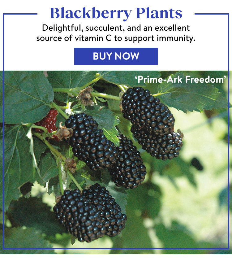 Shop Blackberry Plants