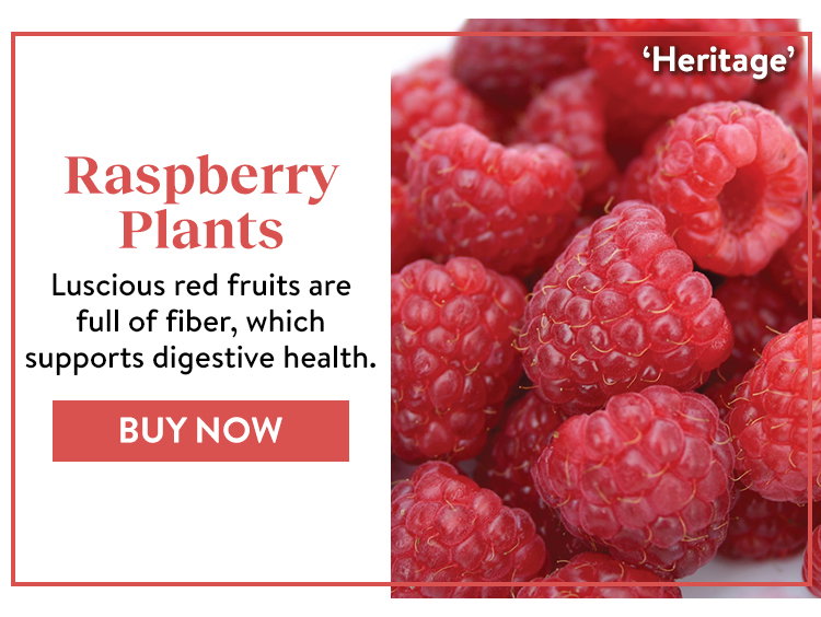 Shop Raspberry Plants