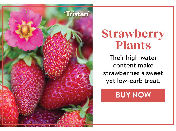 Shop Strawberry Plants