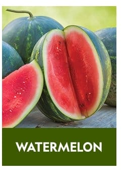 Watermelon Seeds