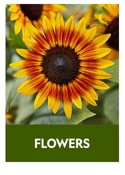 Direct Sow Flower Seeds