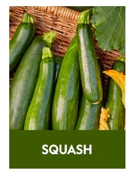 Squash Seeds