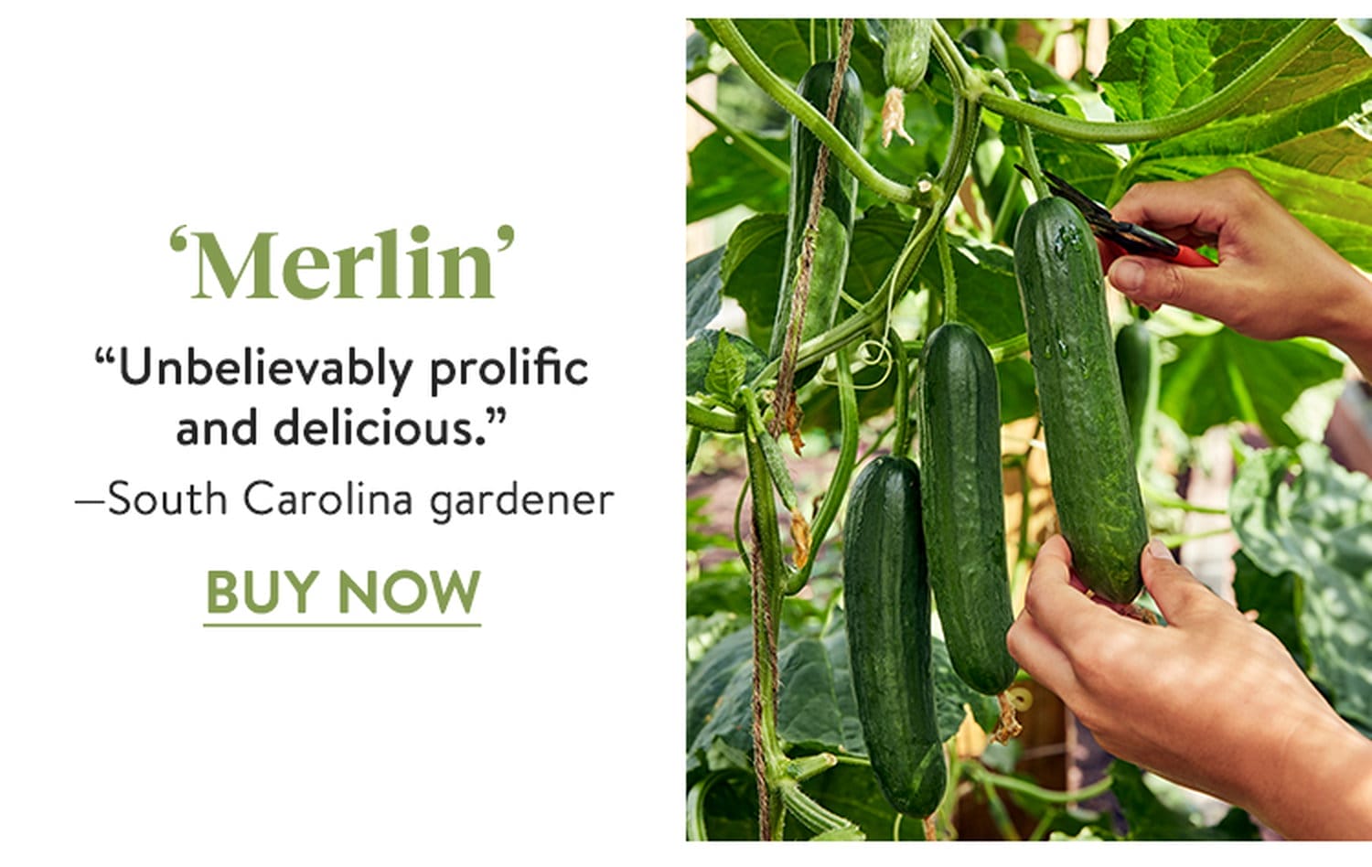 Cucumber, Merlin Hybrid