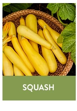 Squash Seeds