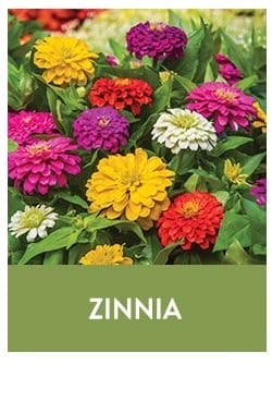 Zinnia Seeds & Plants