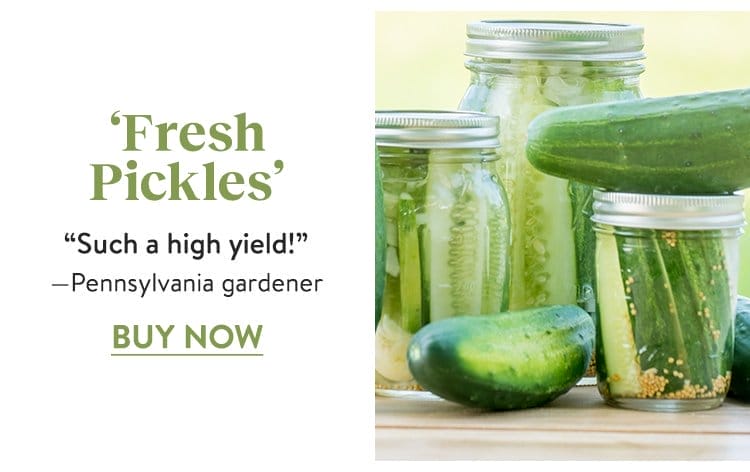 Cucumber, Fresh Pickles Hybrid