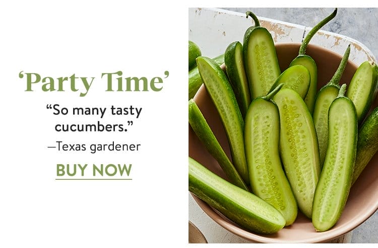 Cucumber, Mini, Party Time Hybrid