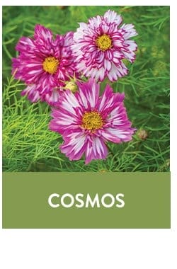 Cosmos Seeds