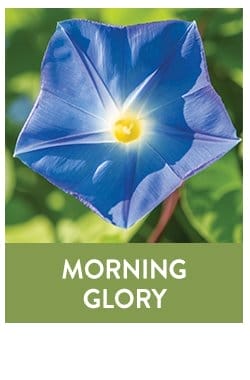 Morning Glory Seeds