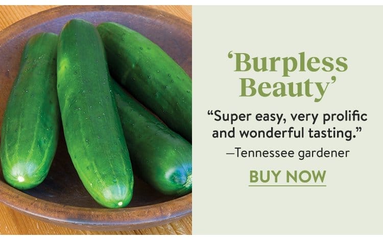 Cucumber, Burpless Beauty