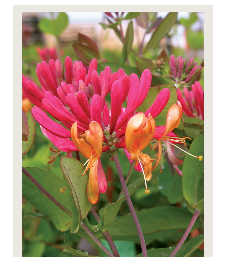 Lonicera, Goldflame