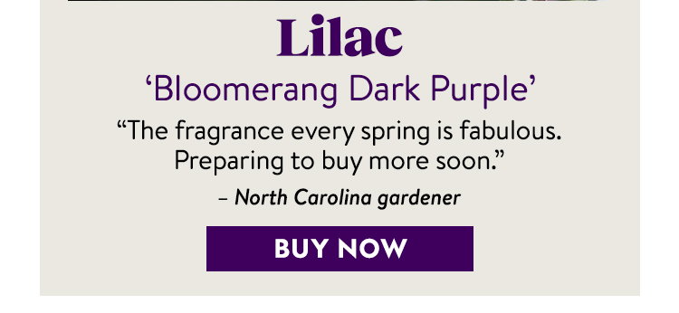 Lilac, Bloomerang® Dark Purple