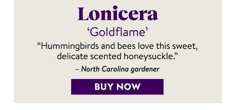 Lonicera, Goldflame