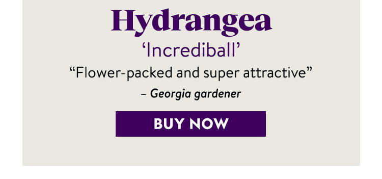 Hydrangea arborescens, Incrediball