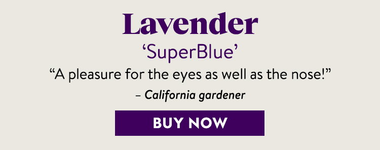 Lavender, Superblue