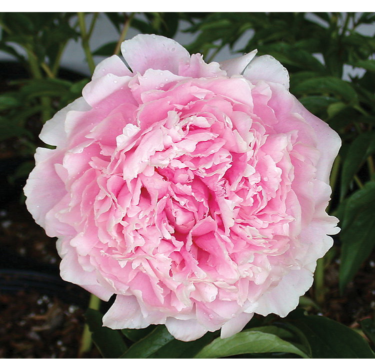 Peony, Sarah Bernhardt