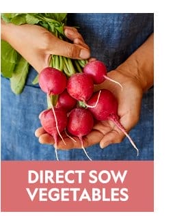 Direct Sow Vegetable Seeds