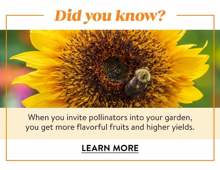 Powerhouse Pollinators