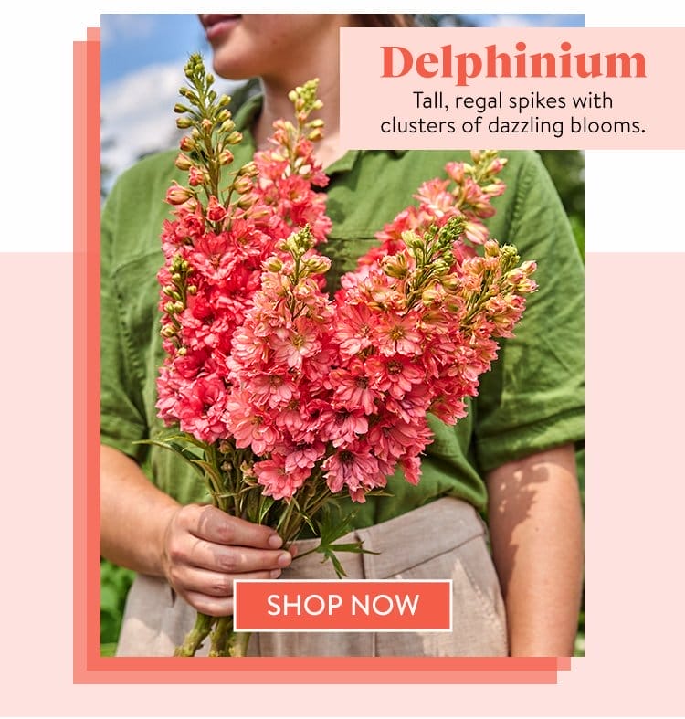 Delphinium Seeds & Plants