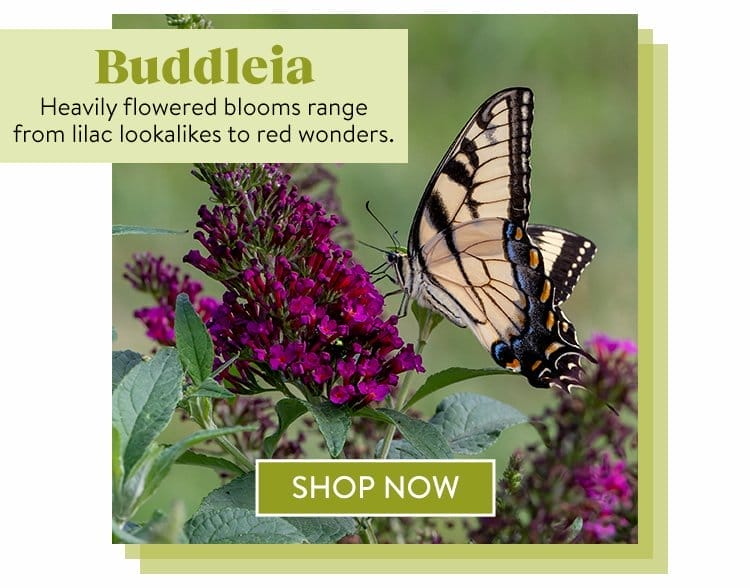 Butterfly Bush Seeds & Plants