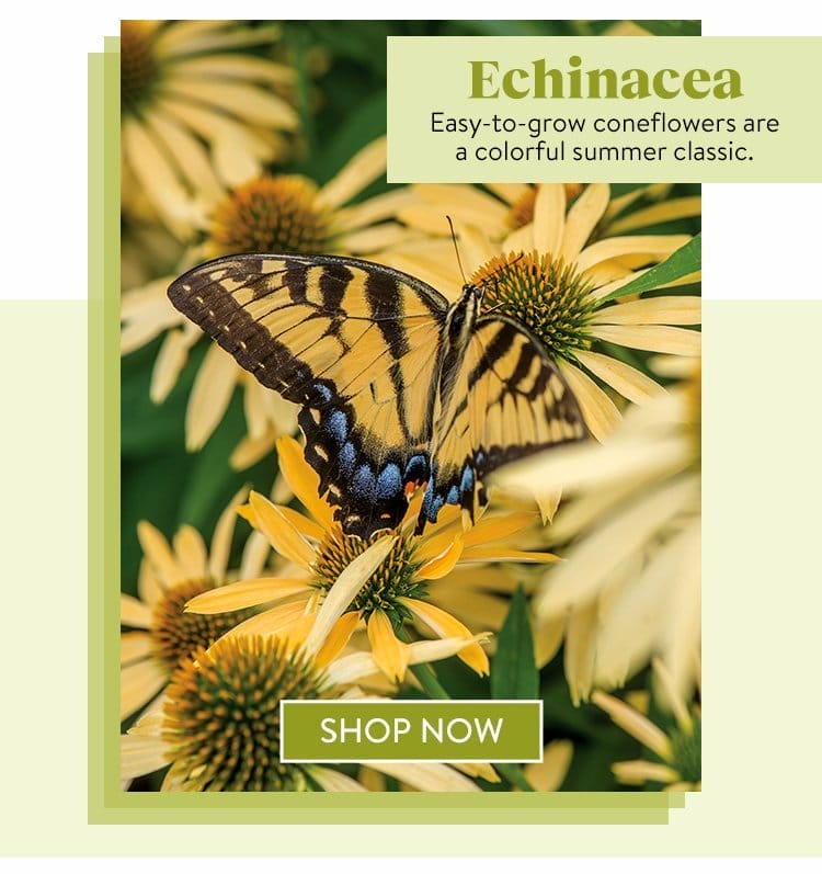 Echinacea Seeds & Plants