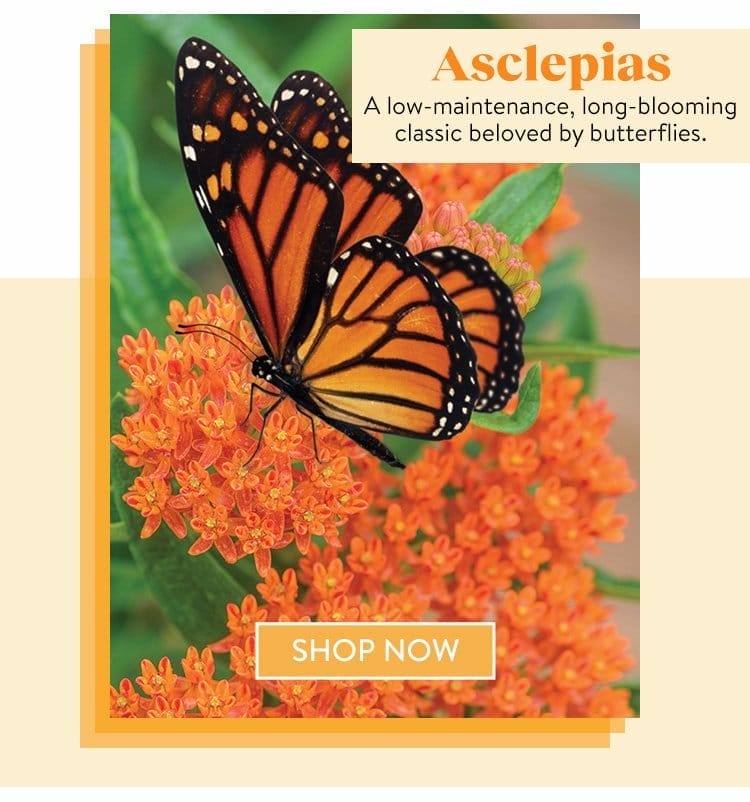 Asclepias Seeds & Plants