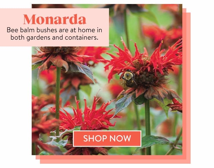 Monarda Seeds & Plants
