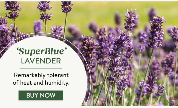 Lavender, SuperBlue