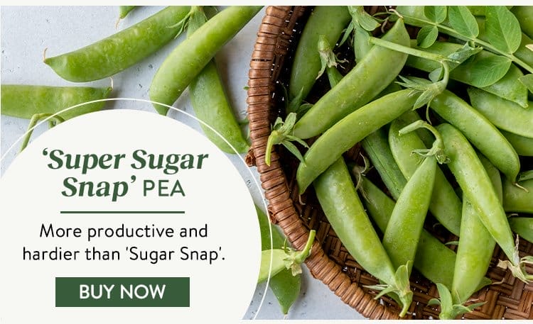 Pea, Super Sugar Snap