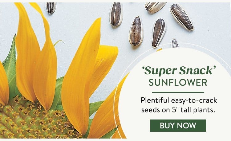 Sunflower, Super Snack Mix Hybrid