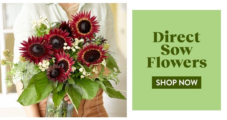 Direct Sow Flower Seeds