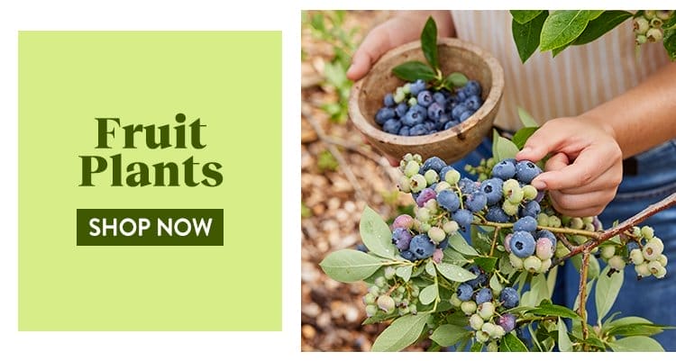 Fruit & Berry Plants